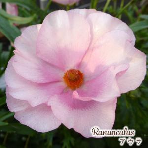 日本花キ流通 ラナンキュラス ポンポンシリーズ 苗 ポンポン アリス