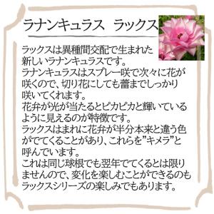 予約販売 ラナンキュラス ラックス 苗 ティー...の詳細画像1
