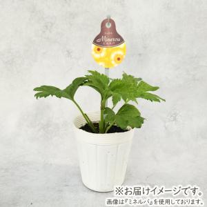 予約販売 ラナンキュラス ラックス 苗 ティー...の詳細画像2