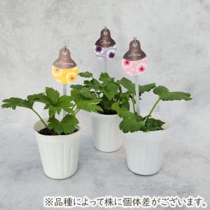 予約販売 ラナンキュラス ラックス 苗 ティー...の詳細画像3