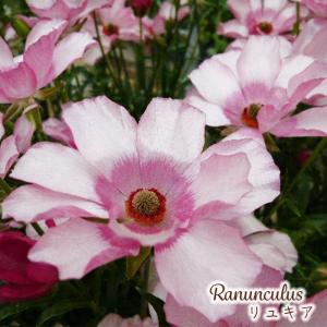 予約販売 ラナンキュラス ランドセル 苗 サラセレネ ロクサス 10.5cm