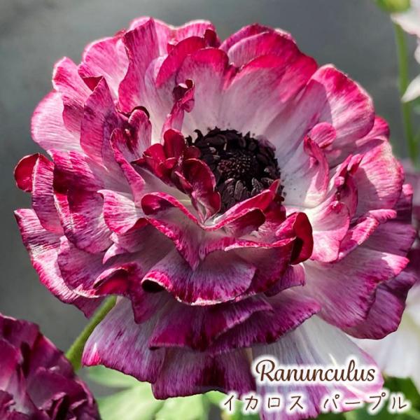 予約販売 ラナンキュラス 苗 イカロスパープル 10.5cmポット 宿根草 花苗 ガーデニング 苗 ...