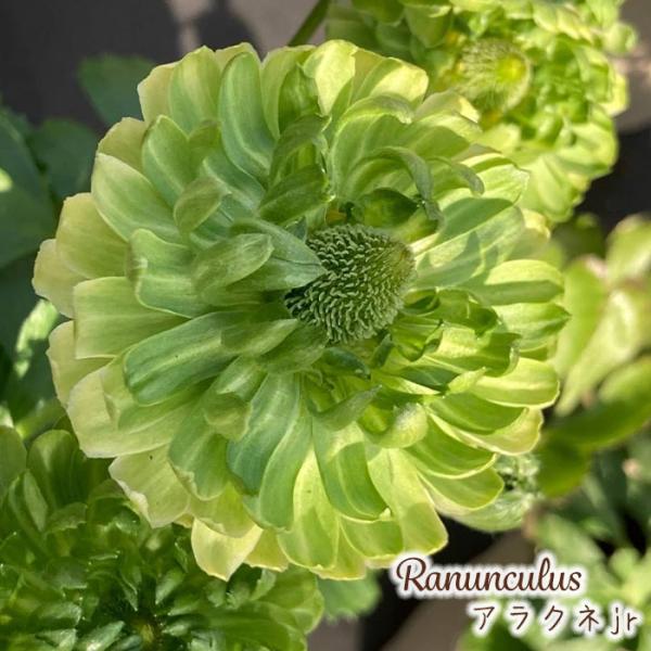 予約販売 ラナンキュラス 苗 アラクネjr 10.5cmポット 宿根草 花苗 ガーデニング 苗 to...