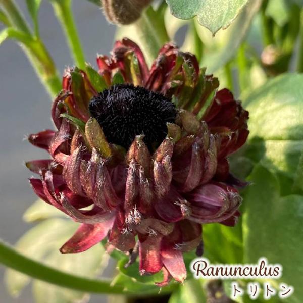 予約販売 ラナンキュラス 苗 トリトン 10.5cmポット 宿根草 花苗 ガーデニング 苗 tod ...