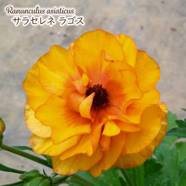 予約販売 ラナンキュラス ランドセル 苗 サラセレネ ラゴス 10.5cmポット 新井園芸 宿根草 ...