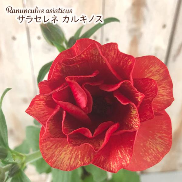 予約販売 ラナンキュラス ランドセル 苗 サラセレネ カルキノス 10.5cmポット 新井園芸 宿根...