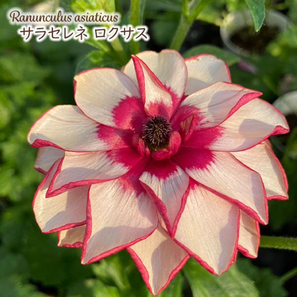 予約販売 ラナンキュラス ランドセル 苗 サラセレネ ロクサス 10.5cmポット 新井園芸 宿根草...