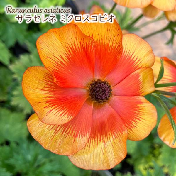 予約販売 ラナンキュラス ランドセル 苗 サラセレネ ミクロスコピオ 10.5cmポット 新井園芸 ...