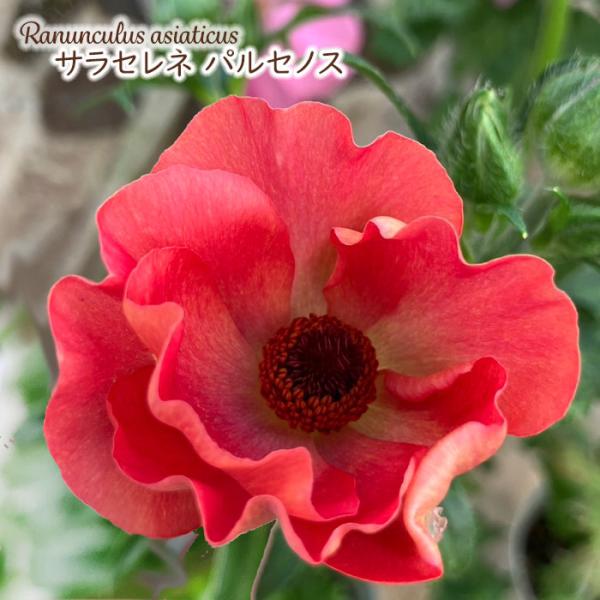 予約販売 ラナンキュラス ランドセル 苗 サラセレネ パルセノス 10.5cmポット 新井園芸 宿根...