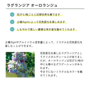 予約販売 アジサイ ラグランジア オーロランジ...の詳細画像1