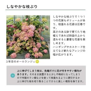予約販売 アジサイ ラグランジア オーロランジ...の詳細画像4