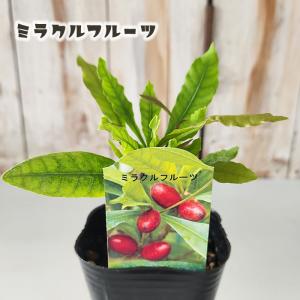 ジャボチカバ苗木実花蕾が付き12号高約160cm今から10月まで収穫期5/30 日本花キ流通 ジャボチカバ 苗 12cmポット 送料無料 珍しい 四季成り