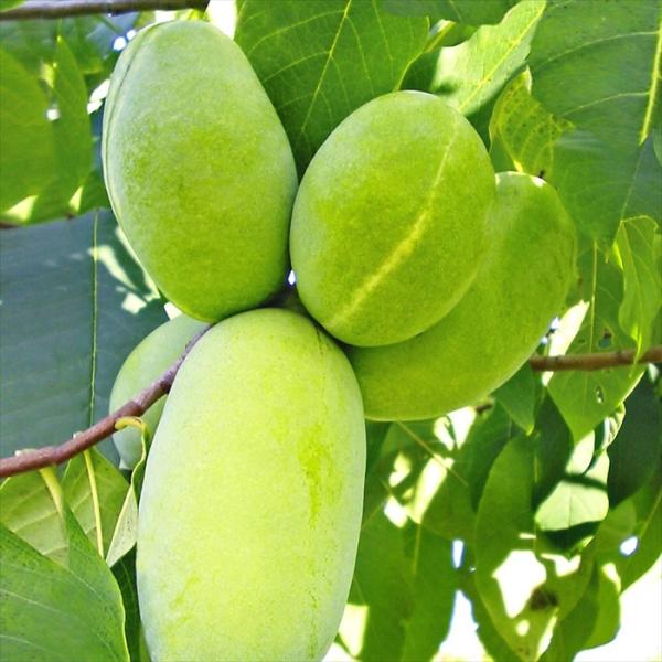 予約販売 ジャンボポポー 苗 マンゴー 15cmポット 送料無料 珍しい 接木苗 苗木 果樹苗 pw...