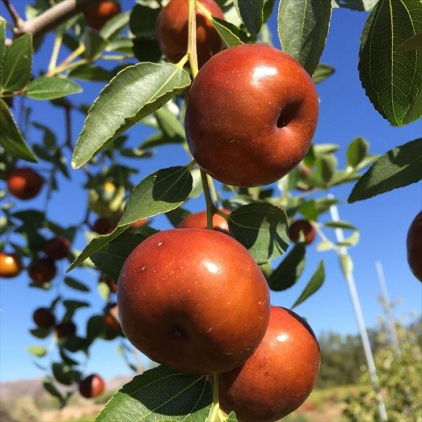 予約販売 なつめ 苗 スーパージャイアント 12cmポット 送料無料 珍しい 接木苗 ナツメ 棗 苗...