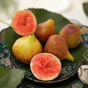 日本花キ流通 予約販売 いちじく 苗 ゴールドフィグ 15cmポット