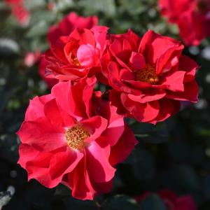 予約販売 バラ苗 バラ大苗 ロサ オリエンティス ローブデコルテ 品種