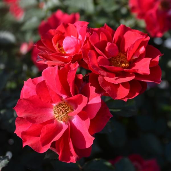 予約販売 バラ苗 バラ大苗 ロサ オリエンティス 風姿花伝 紅 品種登録出願中 四季咲き 薔薇 ばら...