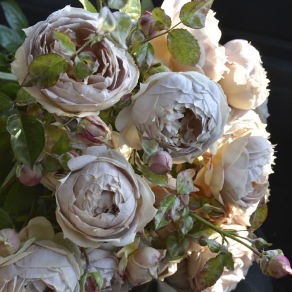 予約販売 バラ苗 バラ大苗 ロサ オリエンティス ルクソール 品種登録出願中 四季咲き 薔薇 ばら ...