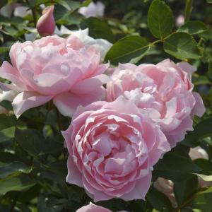 予約販売 バラ苗 バラ大苗 ロサ オリエンティス ロマンティック