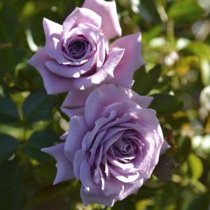 ルクソール　バラ　6号　ロサオリエンティス 予約販売 バラ苗 バラ大苗 ロサ オリエンティス ルクソール 品種登録