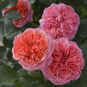 先行予約 バラ苗 バラ大苗 ロサ オリエンティス ジャンクリストフ 品種