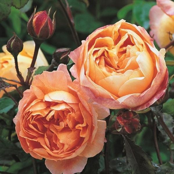 予約販売 バラ苗 バラ大苗 イングリッシュローズ レディエマハミルトン 登録品種 薔薇 ばら 送料無...