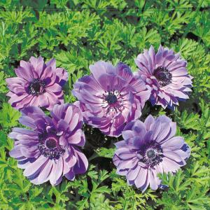 予約販売 球根 アネモネ 菊咲 紫色 福花園 25ml fke 10月中旬以降発送