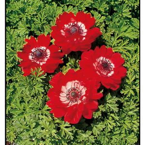 予約販売 球根 アネモネ 菊咲 赤色 福花園 25ml fke 10月中旬以降発送