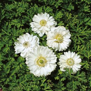 予約販売 球根 アネモネ 菊咲 白色 福花園 25ml fke 10月中旬以降発送