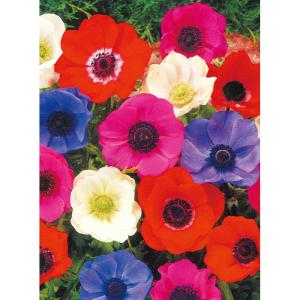 予約販売 球根 アネモネ デカン咲 混合 福花園 25ml fke 10月中旬以降発送