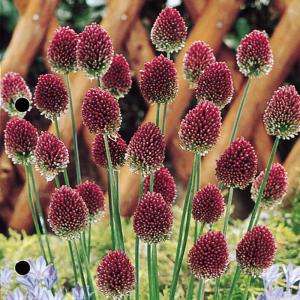 予約販売 球根 アリウム 丹頂 福花園 5球 fke 10月中旬以降発送