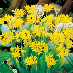 予約販売 球根 アリウム モーリー 福花園 10球 fke 10月中旬以降発送