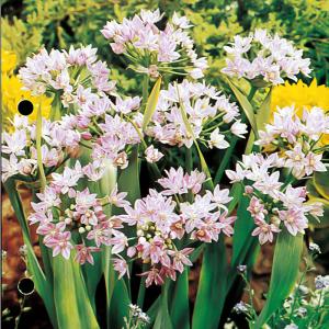 予約販売 球根 アリウム ユニフォリューム 福花園 4球 fke 10月中旬以降発送