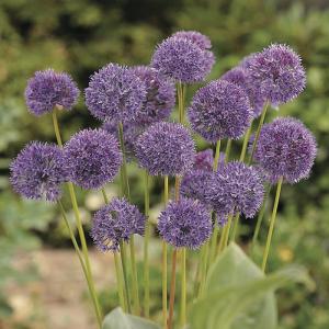 予約販売 球根 アリウム コエルレウム 福花園 8球 fke 10月中旬以降発送