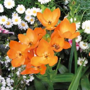 予約販売 球根 オーニソガラム ダビウム 福花園 2球 fke 10月中旬以降発送