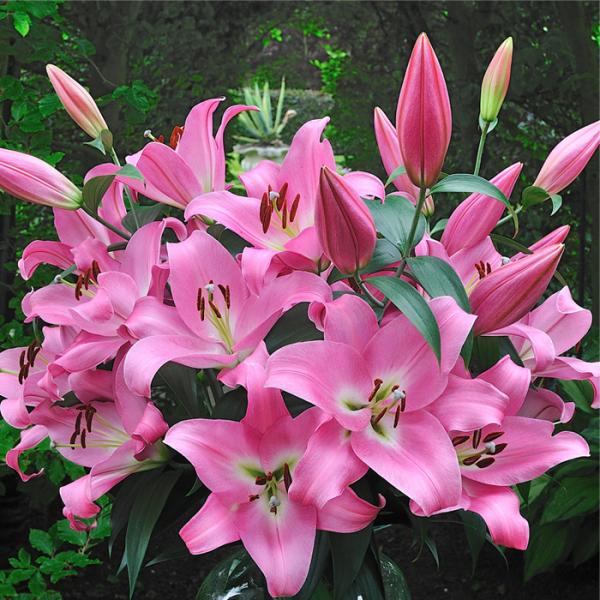 球根 オリエンタルユリ ピンクカサブランカ 百合 ゆり ユリ 福花園 1球 fke