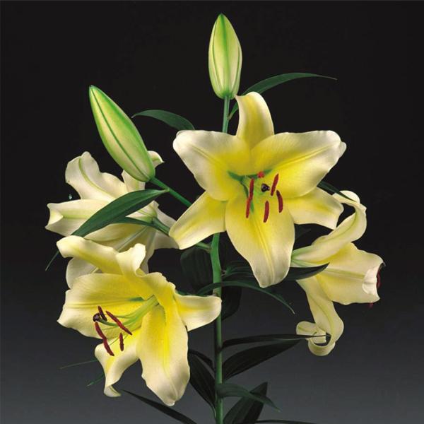 球根 オリエンタルユリ イエローカサブランカ 百合 ゆり ユリ 福花園 1球 fke