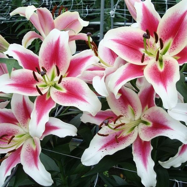 球根 オリエンタルユリ キャンディークラブ 百合 ゆり ユリ 福花園 1球 fke