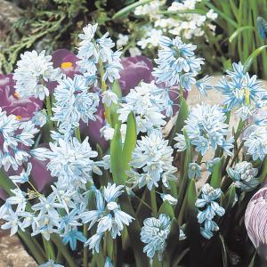 予約販売 球根 パスキニア リバノティカブルー 福花園 10球 fke 10月中旬以降発送