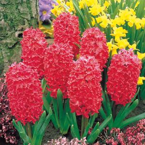 予約販売 球根 ヒヤシンス 赤色 福花園 2球 fke 10月中旬以降発送