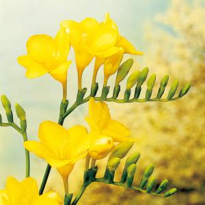 予約販売 球根 フリージア 黄色 特大球 福花園 5球 fke 10月中旬以降発送