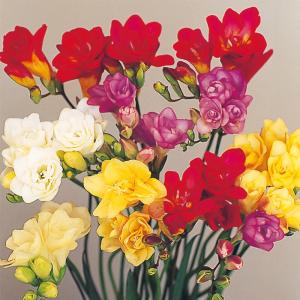 予約販売 球根 フリージア 一重咲き混合 福花園 8球 fke 10月中旬以降発送