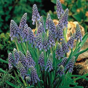 予約販売 球根 ムスカリ アルメニアカムブルー 福花園 8球 fke 10月中旬以降発送