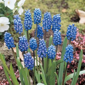 予約販売 球根 ムスカリ ダークアイズ 福花園 5球 fke 10月中旬以降発送