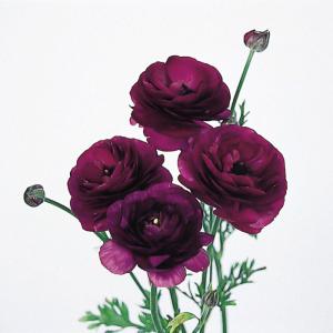 予約販売 球根 ラナンキュラス ルネッサンスパープル 福花園 3球 fke 10月中旬以降発送