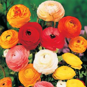 予約販売 球根 ラナンキュラス パーフェクトダブルストレイン混合 福花園 50ml fke 10月中旬以降発送