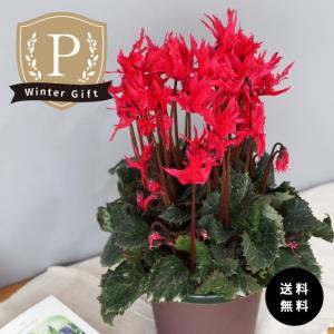 冬花 44huyu11☆冬の花11 ☆全部、和代が撮った写真です。