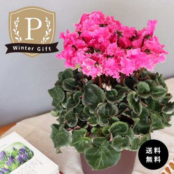 プレミアム シクラメン クリスピーノ フクシア 5号鉢 送料無料 ますだ農園 お歳暮 冬ギフト プレ...