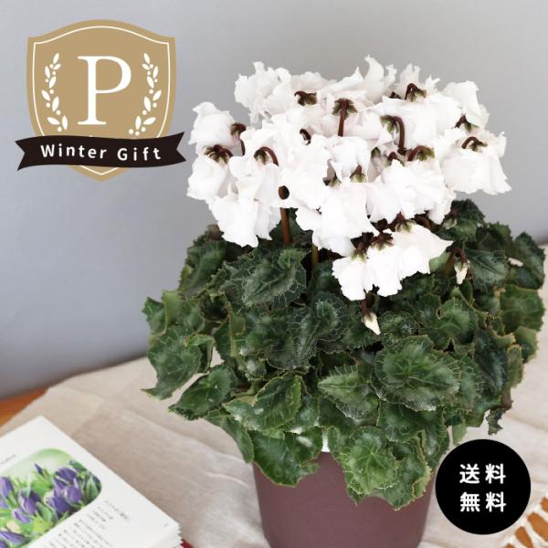 プレミアム シクラメン クリスピーノ ホワイト 5号鉢 送料無料 ますだ農園 お歳暮 冬ギフト プレ...
