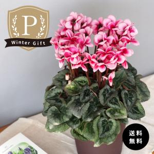 日本花キ流通 予約販売 バラ咲き デンマークカクタス ピンクローズ 5号